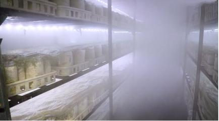 她是人间仙境里的“菇”娘，一条腿闯进了济南——温湿度控制器